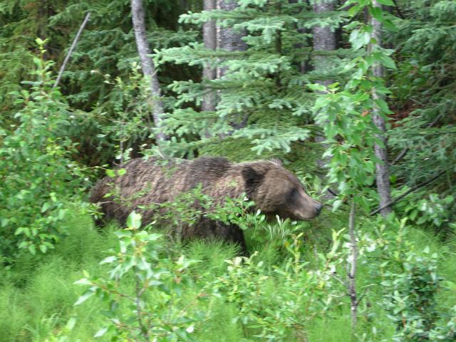 Canadian Rockies-303.JPG - Maligne Lake Road